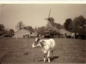 F5807 Landelijk Vorden, vee bij de molen van Kluvers- van Ark, 1965